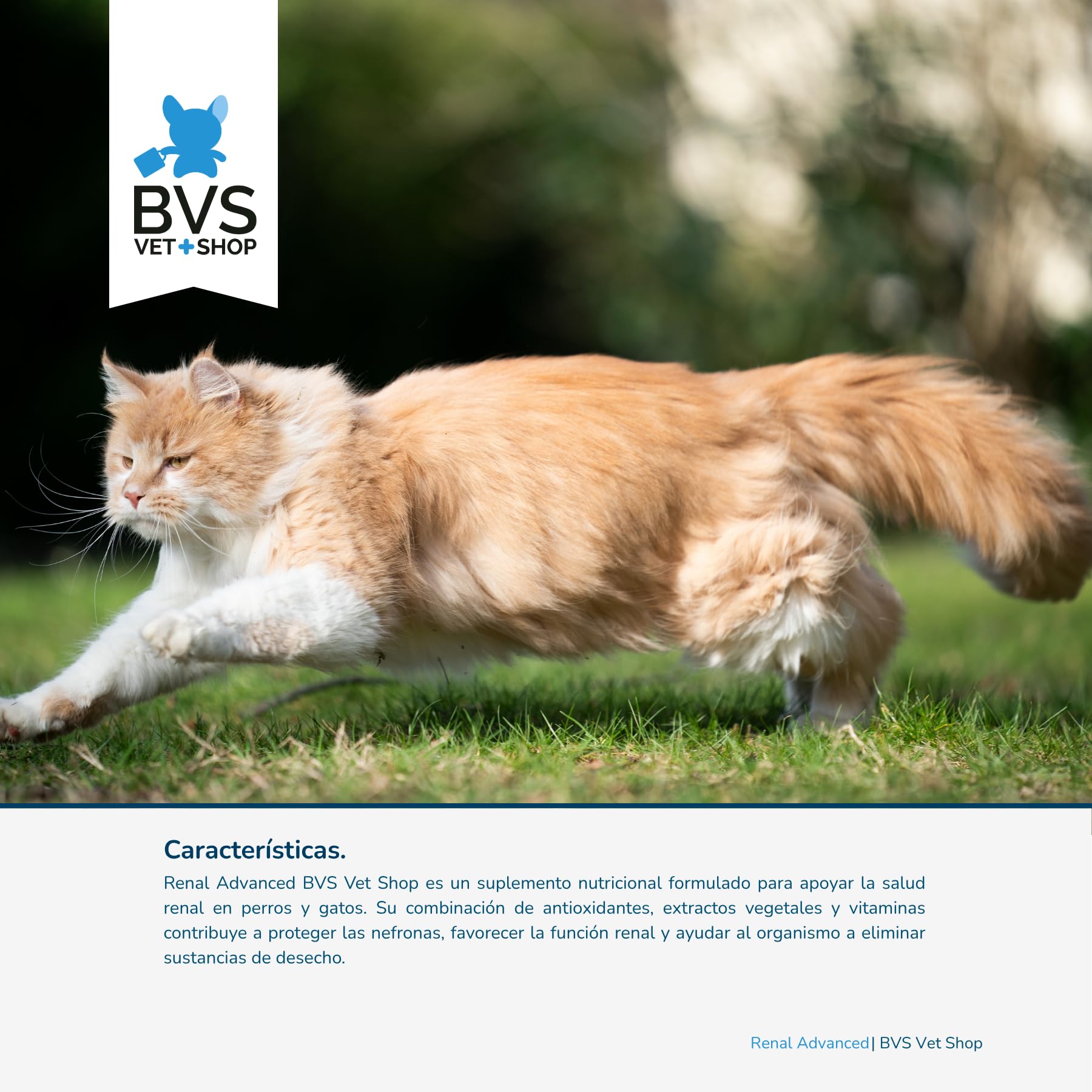 BVS Vet Shop | Renal Advanced para Perros y Gatos | para una Buena Salud renal con antioxidantes, extractos Vegetales y vitaminas del Grupo B | 80 Comprimidos