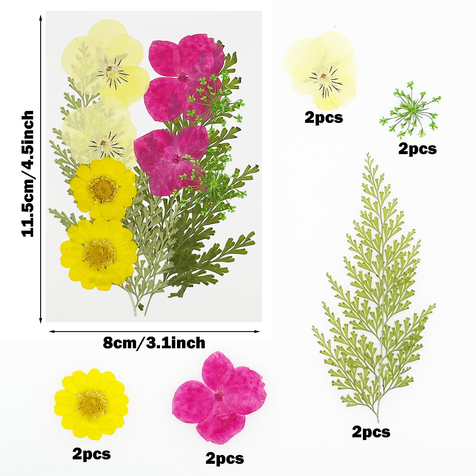Cayway 40 PCS Natural Dried Pressed Flowers, Yellow Natural Dried Pressed Leaves - Image 3