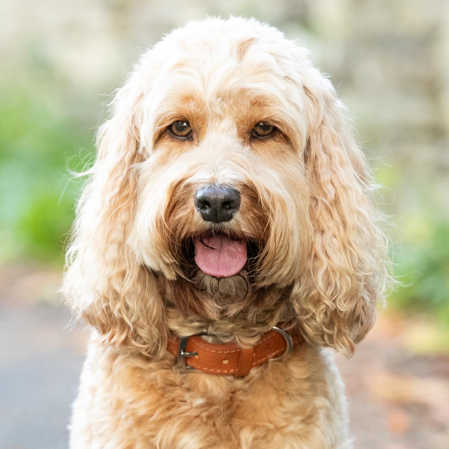 HUGO & HUDSON x Hackett - Collar de Cuerda para Perro con Cuero coñac con Hebilla de Metal Ajustable, Color Natural, S