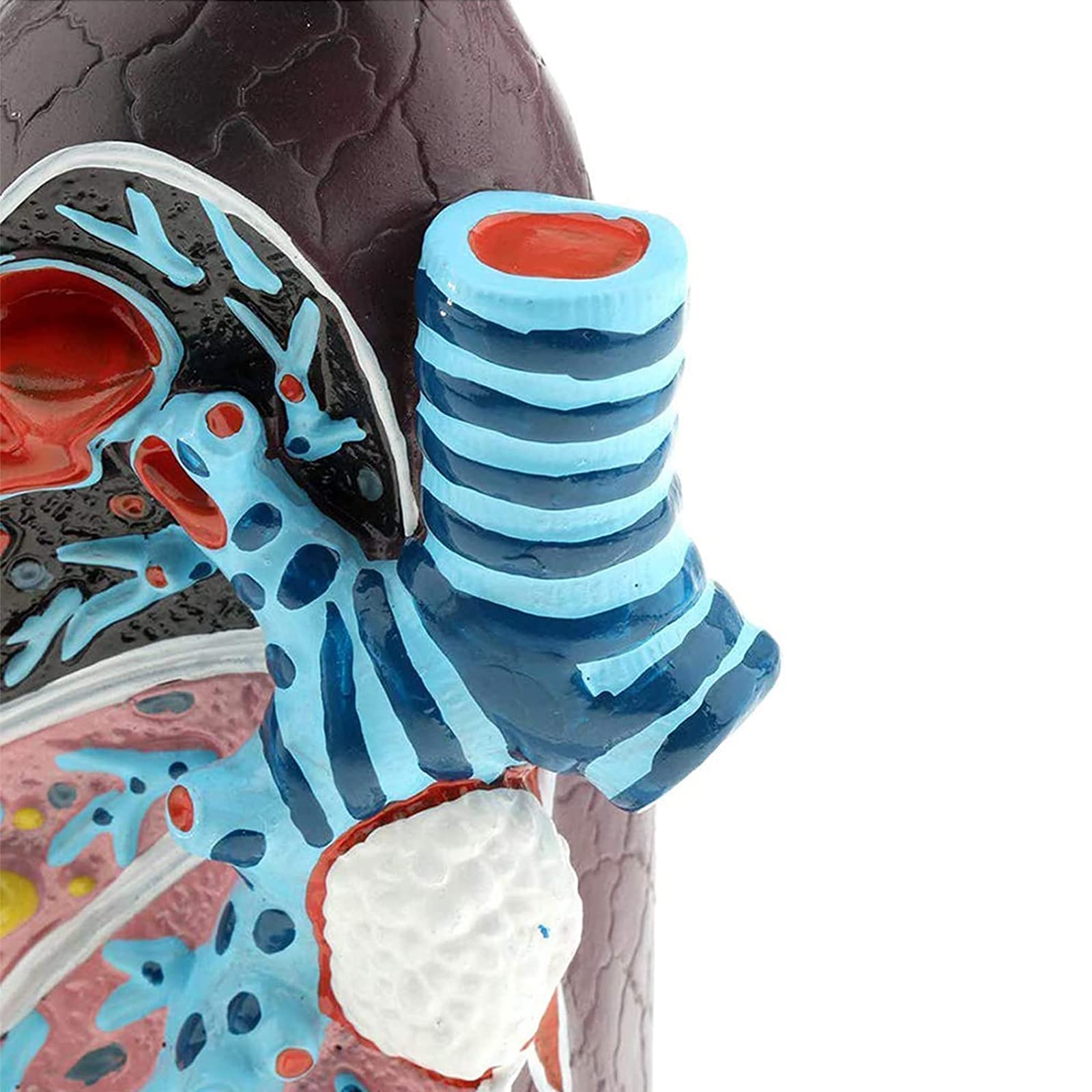 Anatomiemodelle, L2/3 Menschliches anatomisches Modell in Lebensgröße for