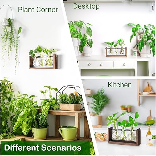 Miniatura 5 de Ivolador - Estación de propagación de plantas para colgar en la pared, terrario de plantas de bulbo con soporte de madera, regalos únicos de