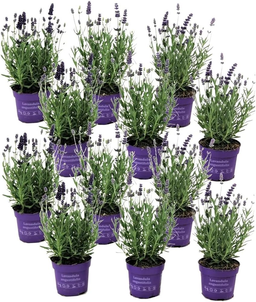 Plant in a Box Buisson de lavande Set de 12 Lavandula