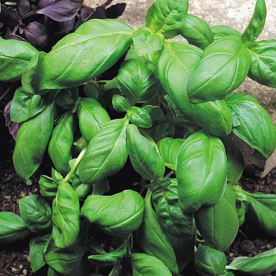 Amazon.co.uk perennial basil
