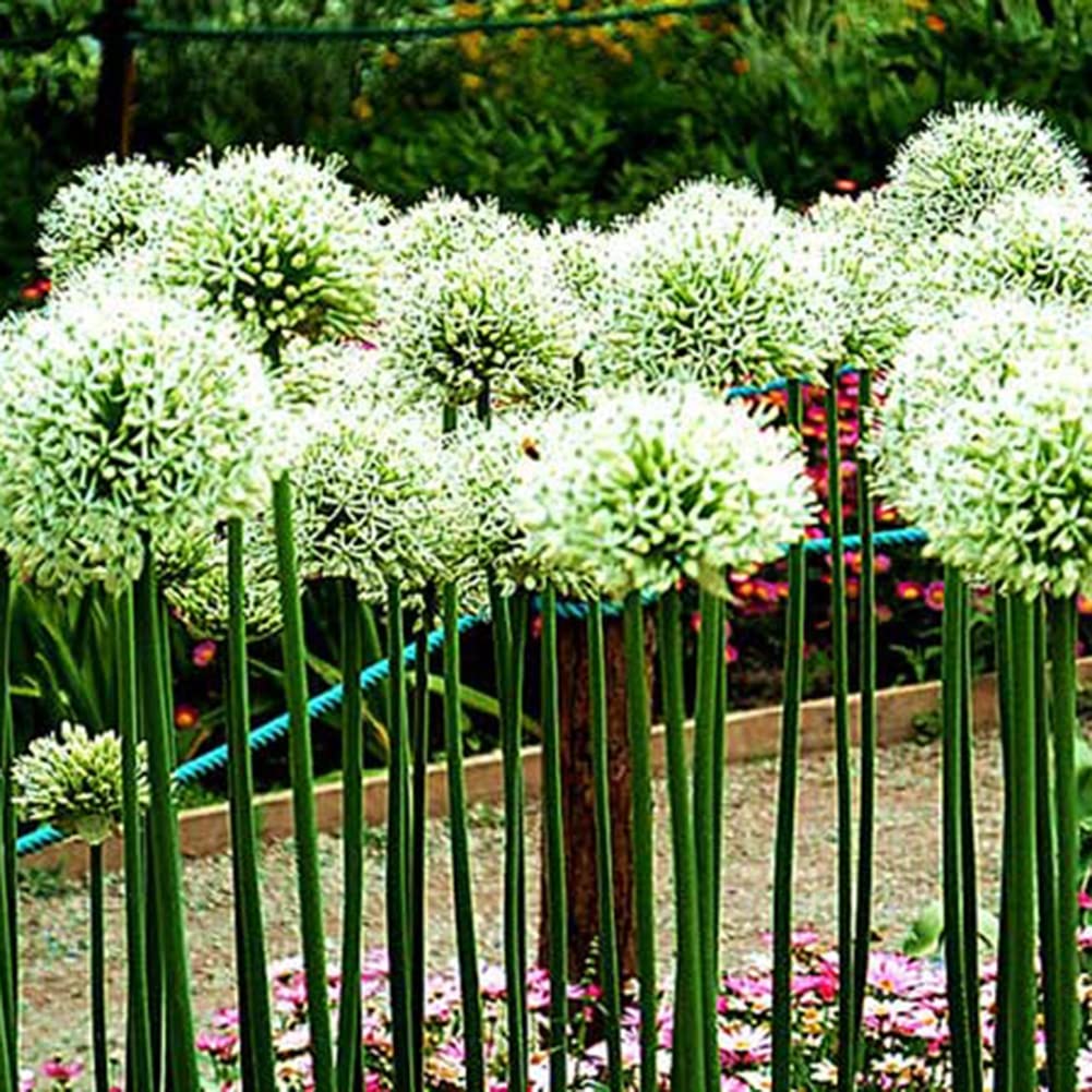 Porro Gigante, Giganteum Dell'allium Immagine Stock - Immagine di
