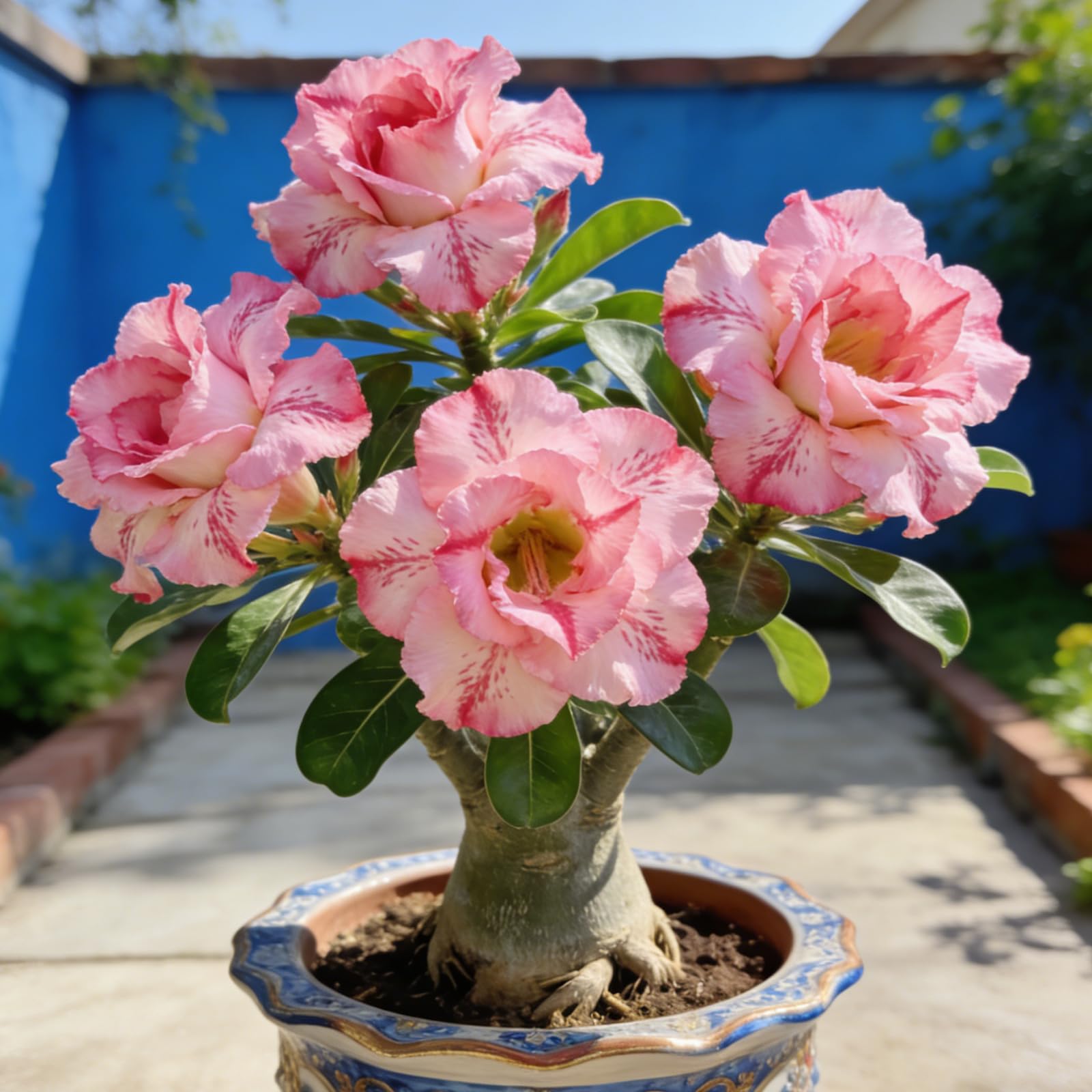 Tubero Perenne Rosa del Deserto Resistente al Freddo e Facile Coltivare- Rende adatto alla Piantagione in aiuole- Bordure ＆Terrazze.-5 tuberi-c