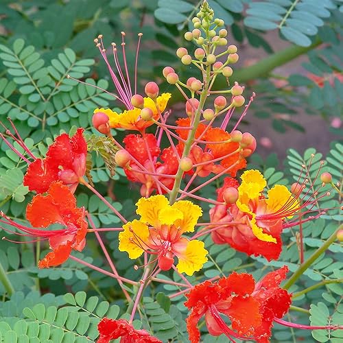 Miniatura 6 de 5 semillas de ave mexicana roja del paraíso, flor de pavo real, orgullo de Barbados, Flos Pavonis, semillas de poinciana enana - Atrae polinizadores
