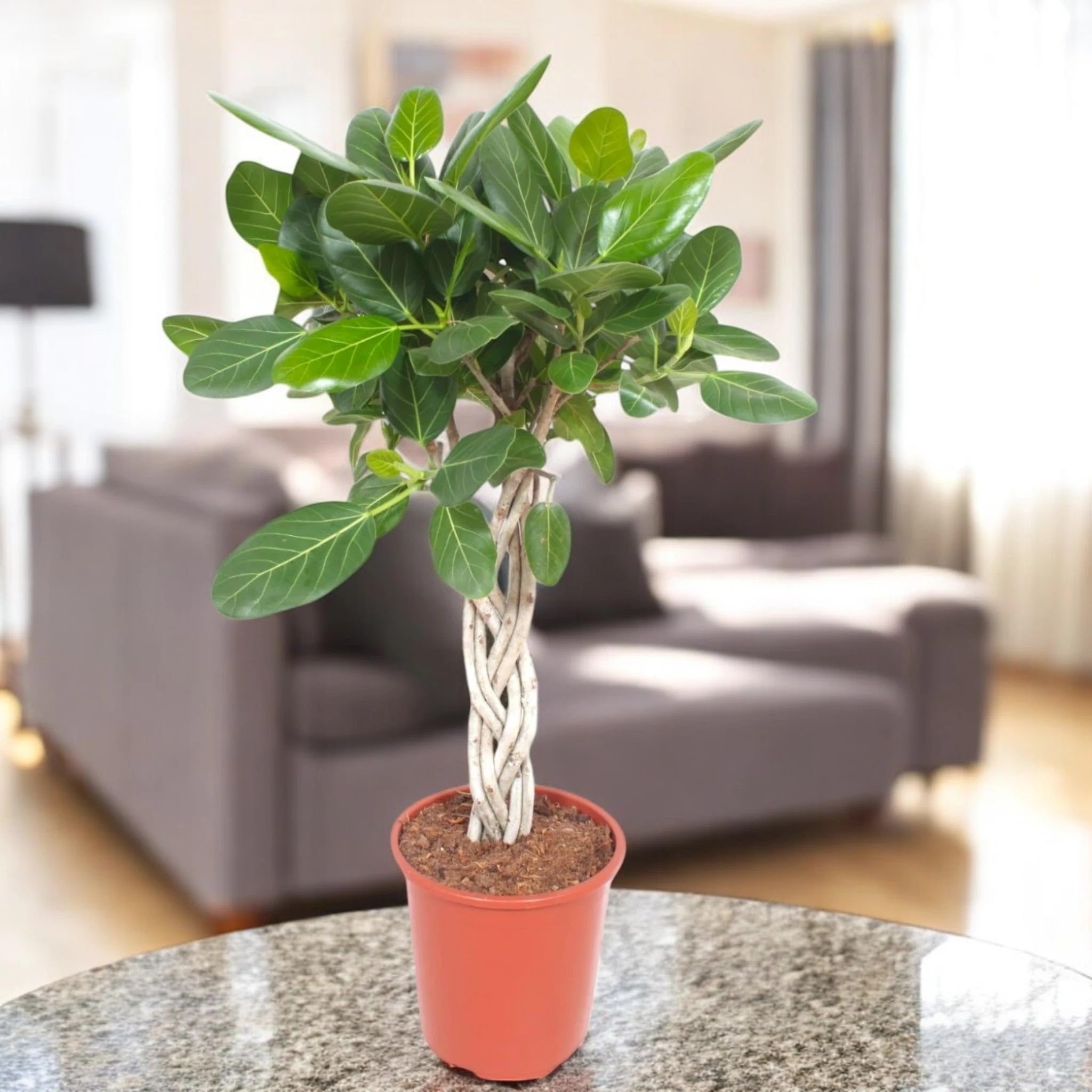 Ficus benghalensis Pianta da Interno, Colore Verde, Alberello con Tronco Intrecciato, 130 cm (Vaso 30)