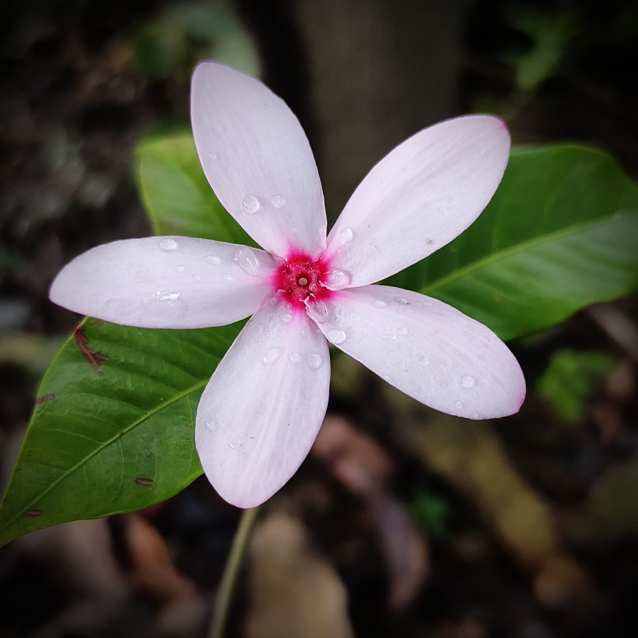 Pink Kopsia | Shrub Vinca (Kopsia Fruticosa) Flower Plant (B09H4WLB4Y) Amazon Price History, Amazon Price Tracker