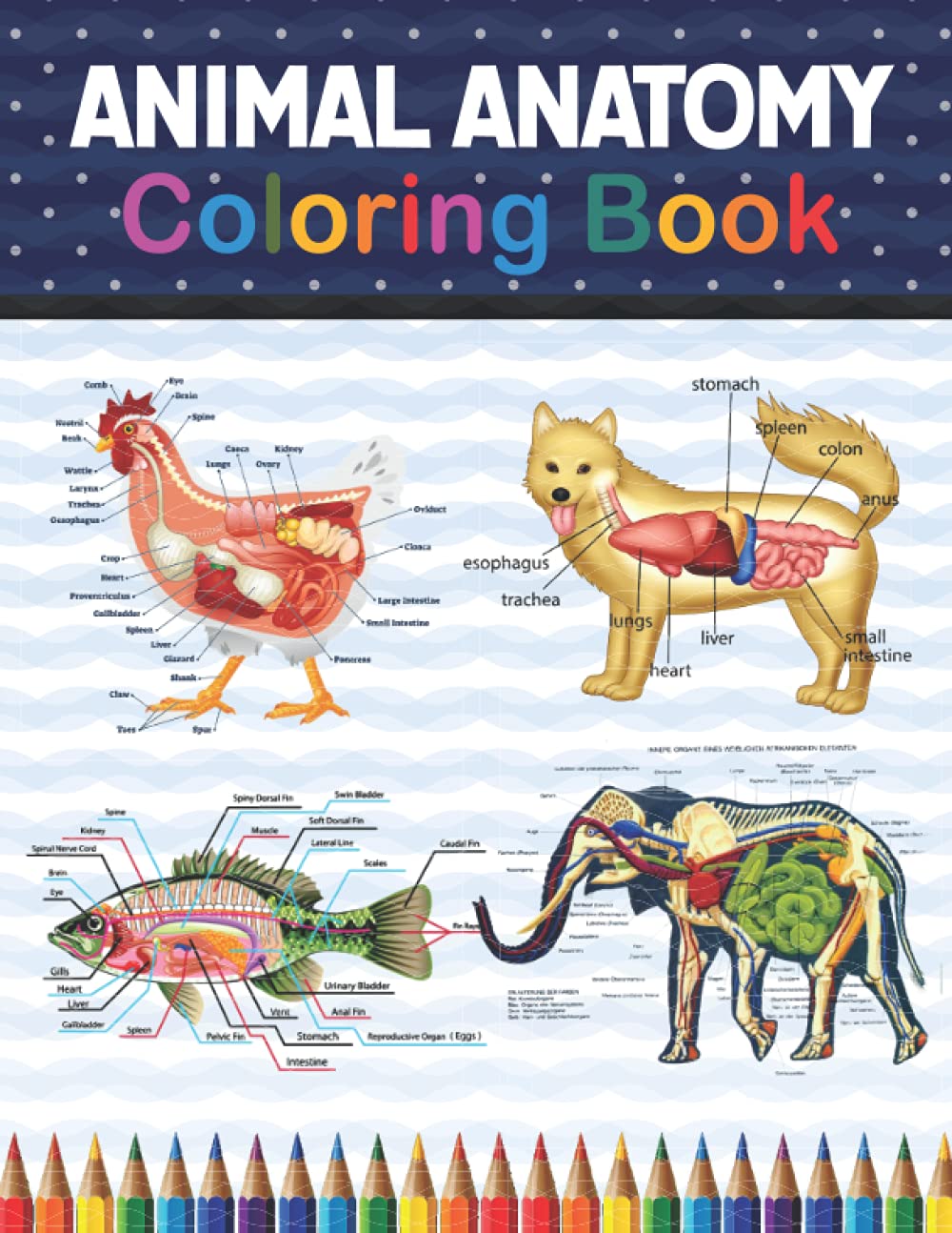 Buy Animal Anatomy Coloring Book Animal Anatomy and Veterinary