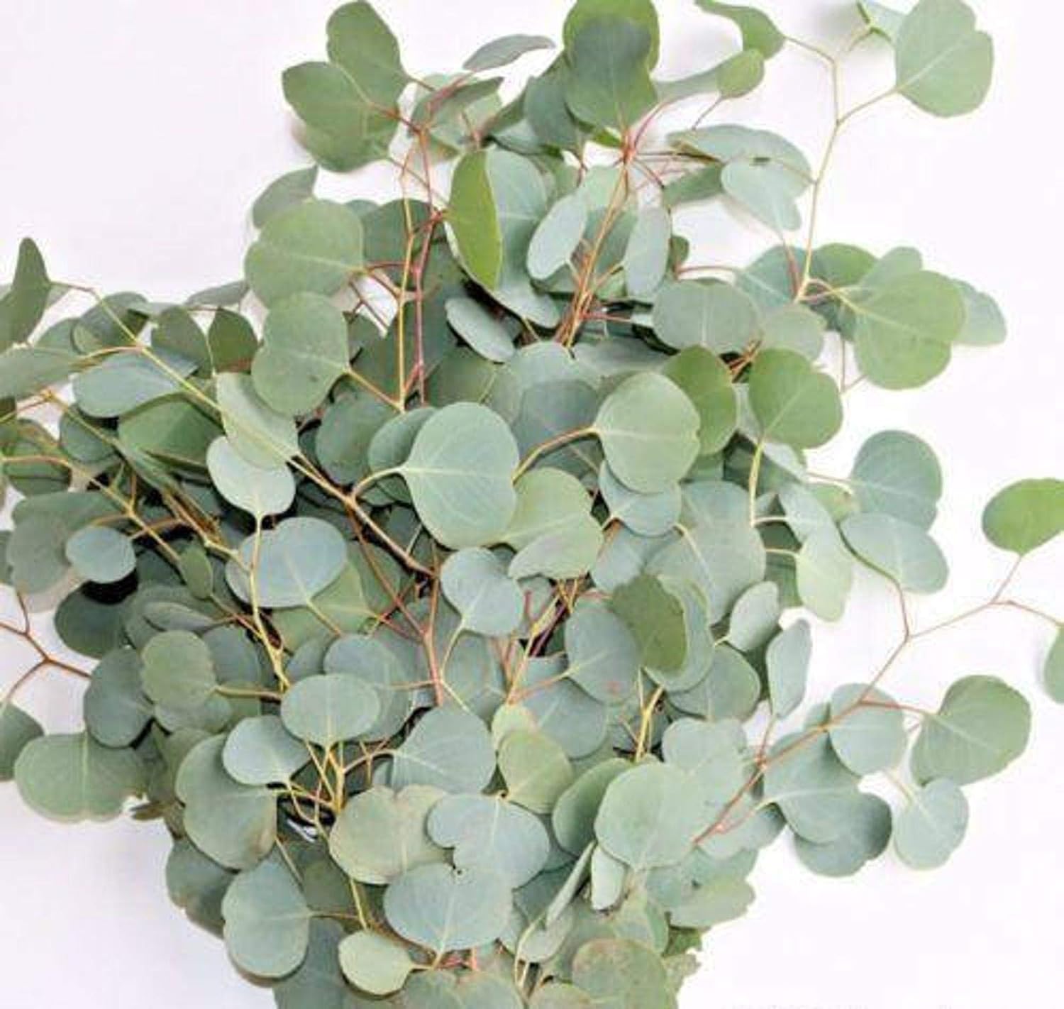 50+ Where can i buy real eucalyptus ideas in 2021 