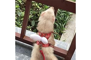 Ferret Harness and Leash: Empowering Furry Explorations with Comfort and Style