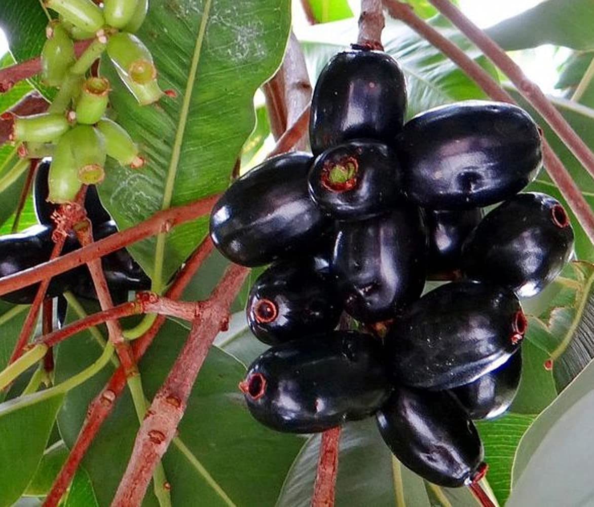 Buy IXORA Thai Black Jamun Jambolan Fruit (Air layered / Grafted) Live & Tree Online at