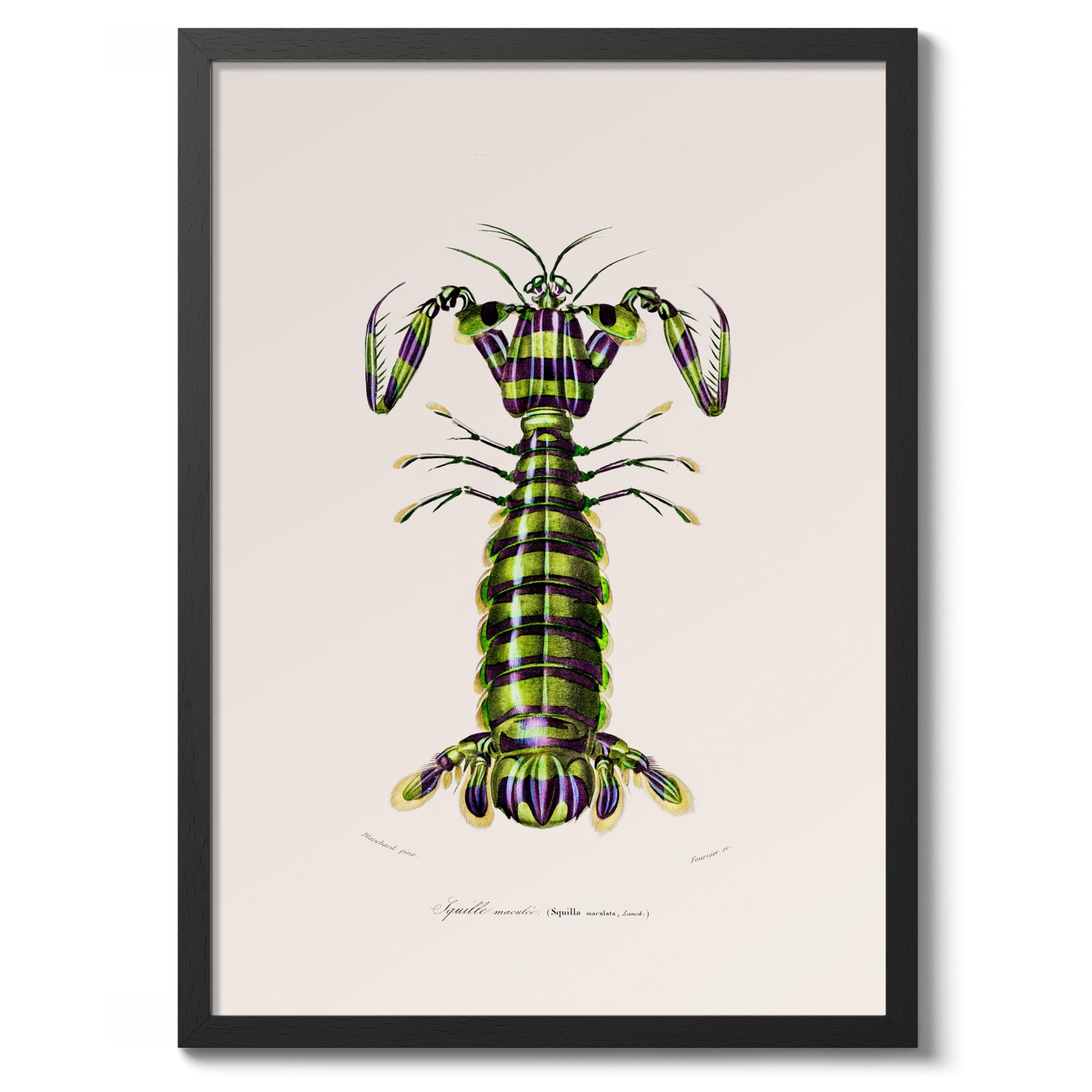 Mantis Shrimp Charles Dessalines D'Orbigny Poster, Vintage Botanical Prints, Encyclopedia Retro Wall Art Home Decor, Archival Matte, A5 (Black Frame) - 21x14.8cm โ image 1