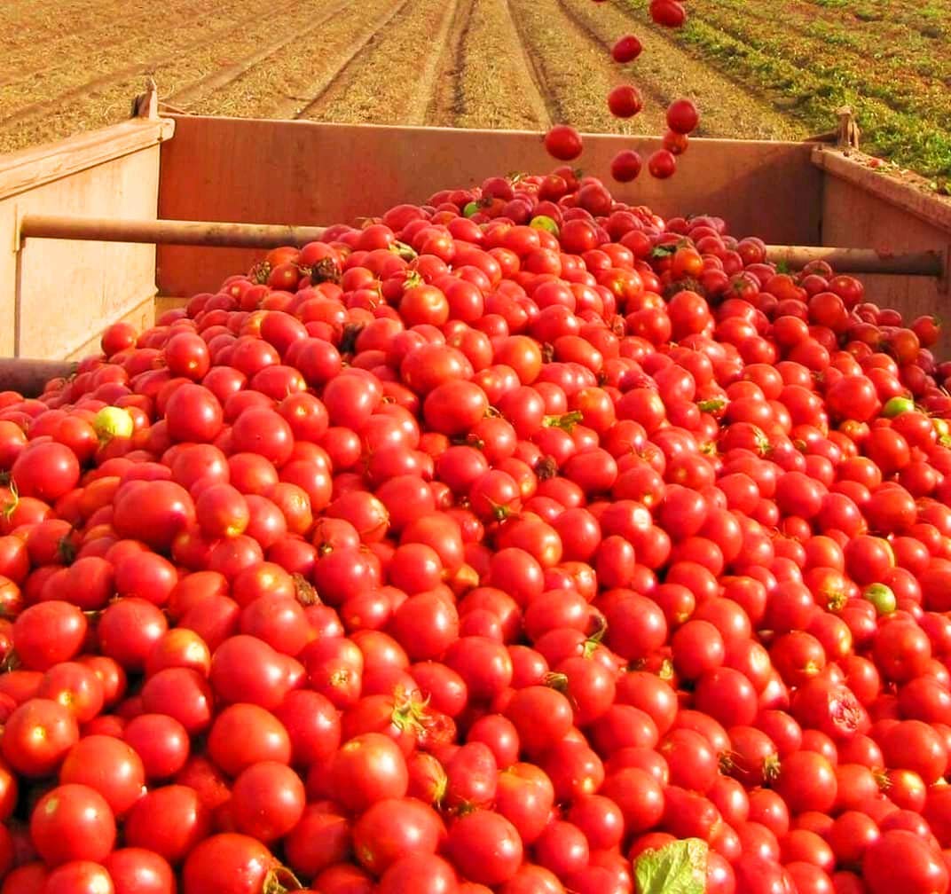 racy Tomato Puree 840gm 3