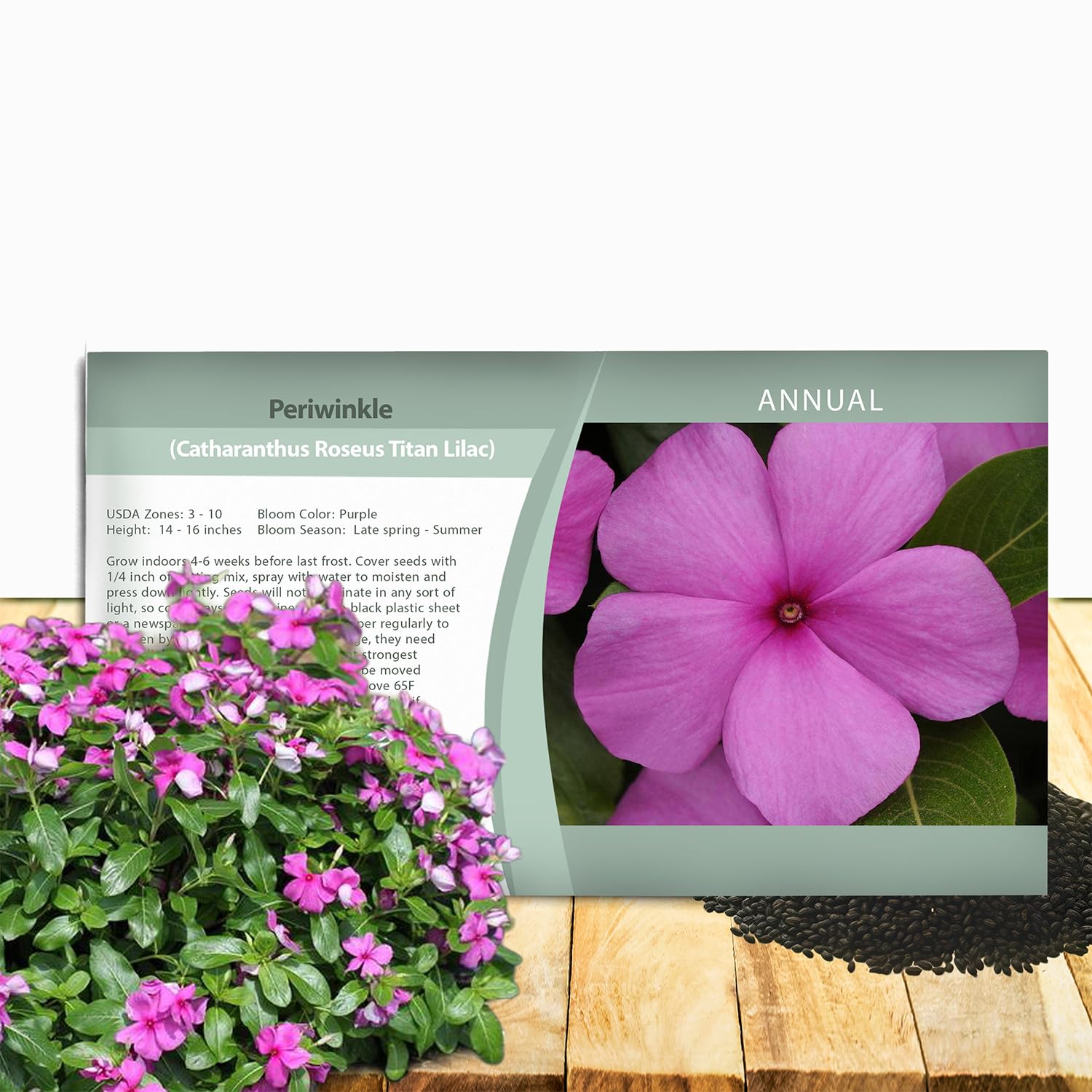 Outsidepride Cobra Purple Periwinkle Seeds for Planting – 25 Pcs Annual, Fast-Blooming, Heat & Drought Tolerant Vinca Flower Seeds with Vibrant Colors