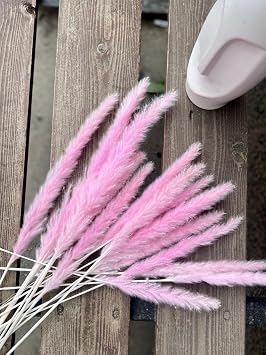 200+ Seeds Pampas Grass - Grass Pink