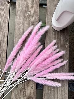 200+ Seeds Pampas Grass - Grass Pink