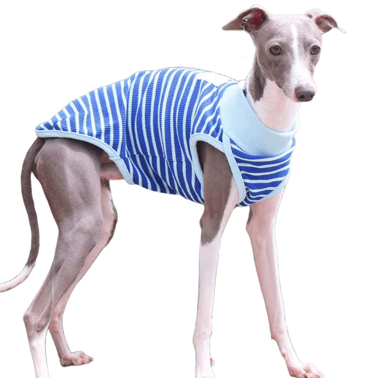Striped Dog T-Shirt Lightweight Dog Tank Tops Vest for Italian Greyhound & Whippet Shirt Summer Pet Clothes(Blue,3XL)