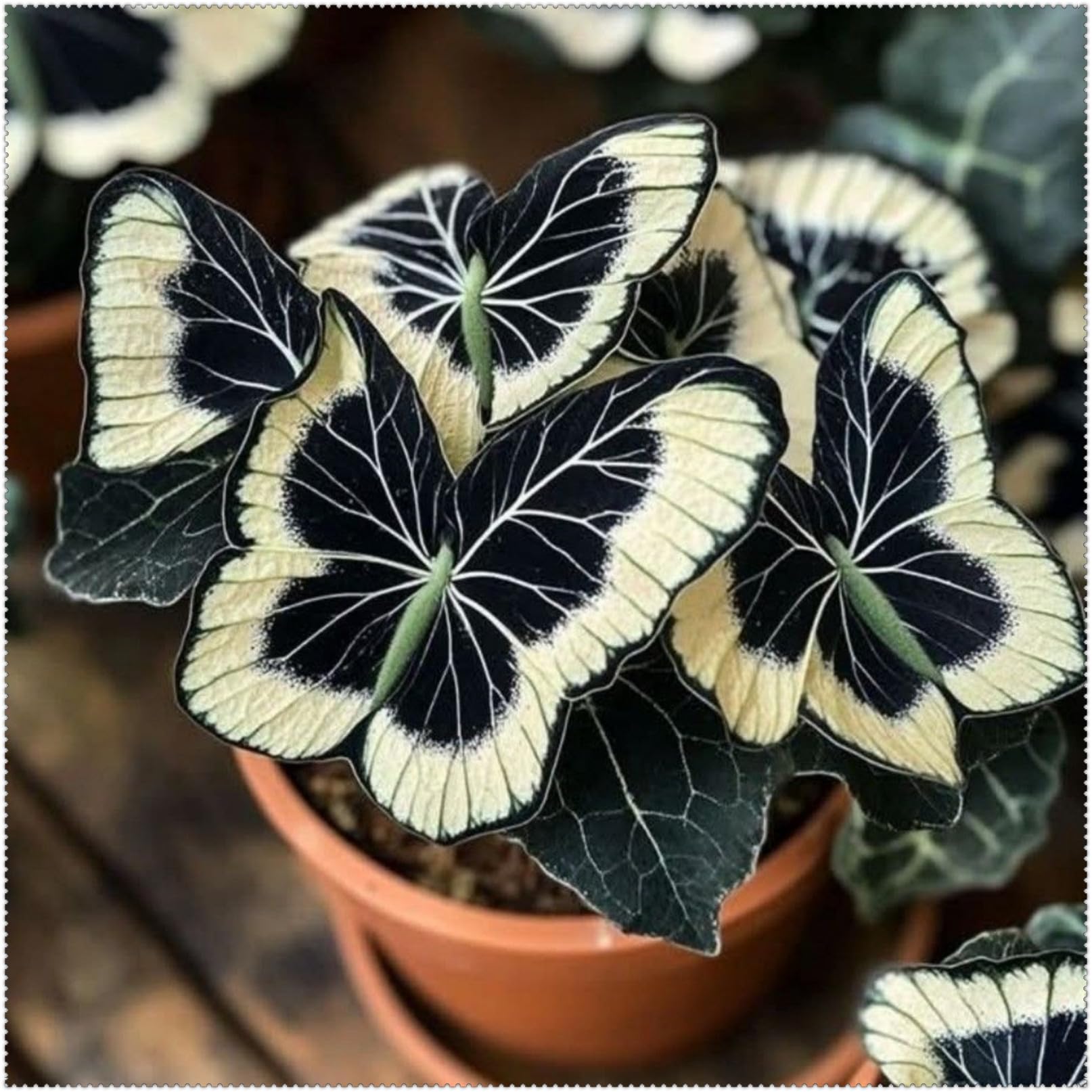 Hosta Bulbs for Planting Now UK, Butterfly Flower- Bare Root Plant for Outdoor Garden Ready- Borders & Landscapes Excellent Display-6 Bulbs-E