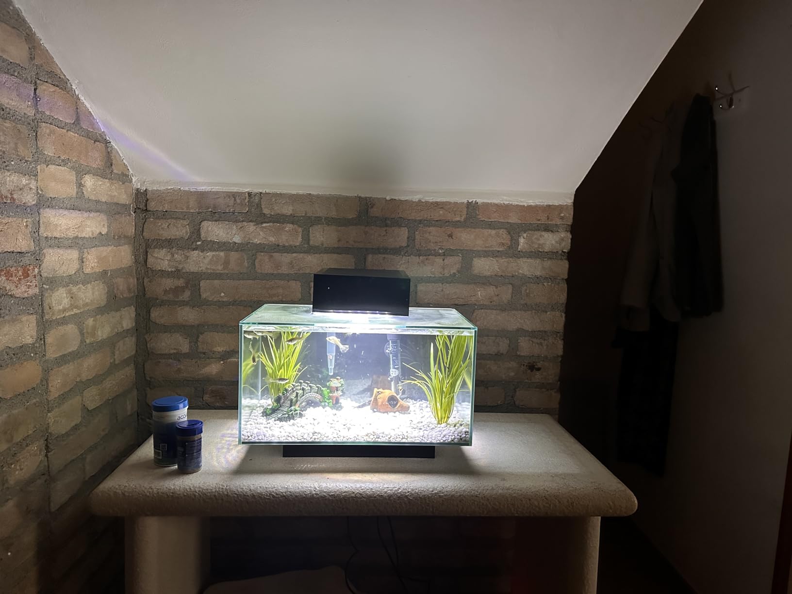 Économie d'énergie pour aquarium : choisir un éclairage performant et