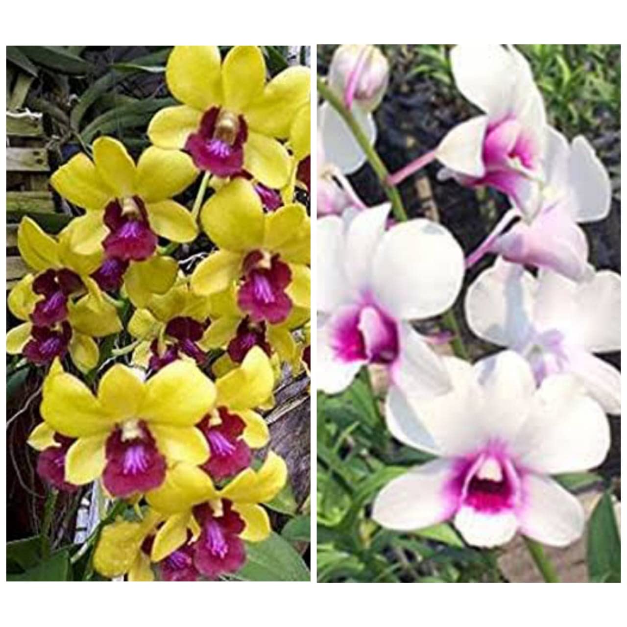 See full amazon price history chart for BONOBITHI Dendrobium Orchid Flower Plant Combo Pack of 2 Den. Emperor Pak Bung & Den Maynin Uraiwon Yellow Red Lip(Medium Size) with fungicide and orchid food BONOBITHI Dendrobium Orchid Flower Plant Combo Pack of 2 Den. Emperor Pak Bung & Den Maynin Uraiwon Yellow Red Lip(Medium Size) with fungicide and orchid food (B0BP8WYCT9) Amazon Price History, Amazon Price Tracker