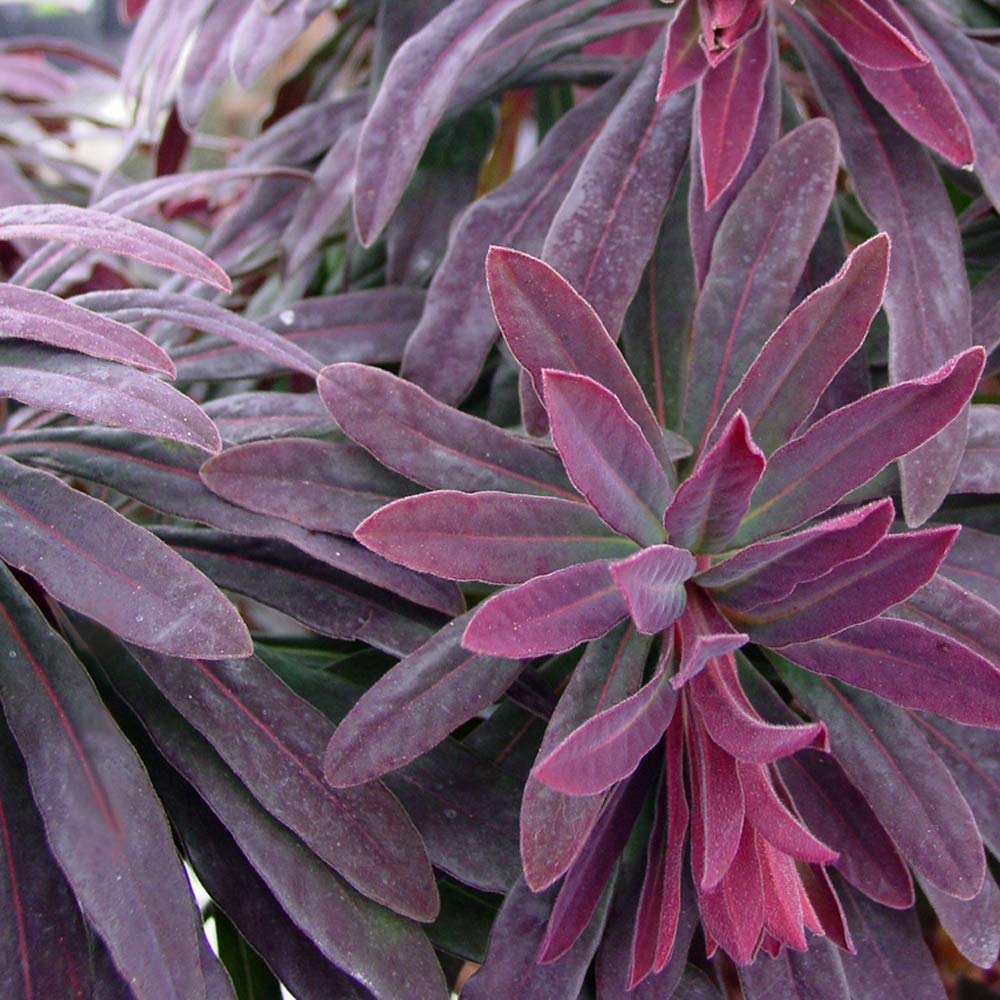Euphorbia 'Ruby Glow' Wood Spurge Herbaceous Perennial Garden Shrub | 9cm Pot