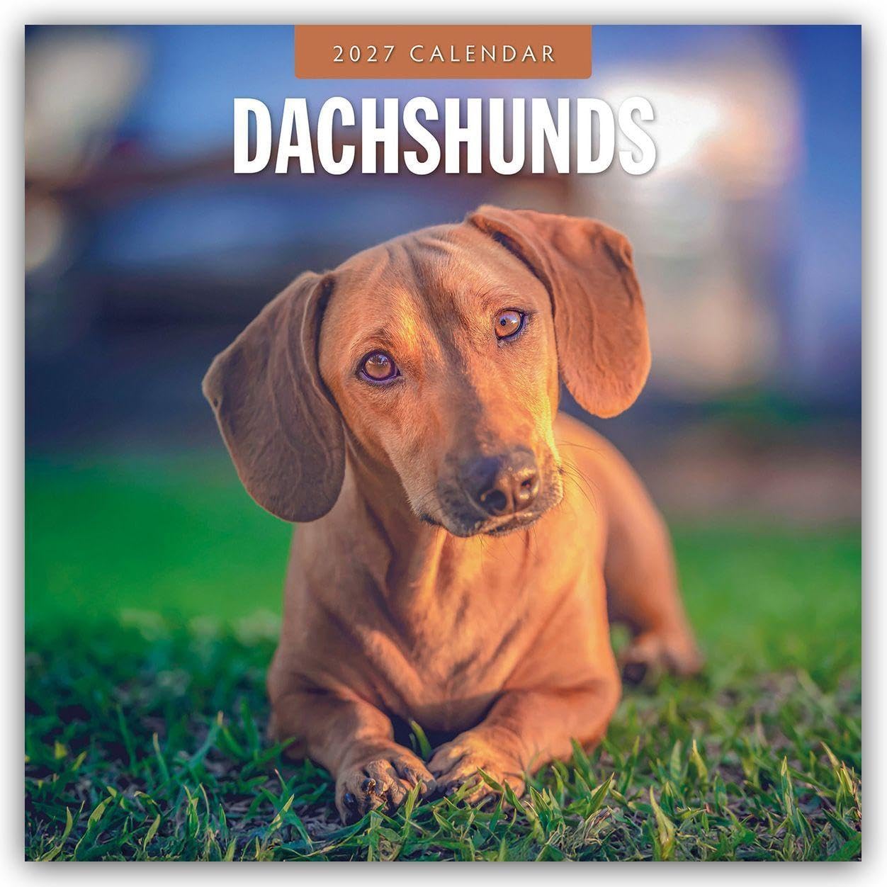 Dachshunds 2027 Square Wall Calendar: Original Red Robin Publishing Ltd-Kalender [Mehrsprachig] [Kalender]