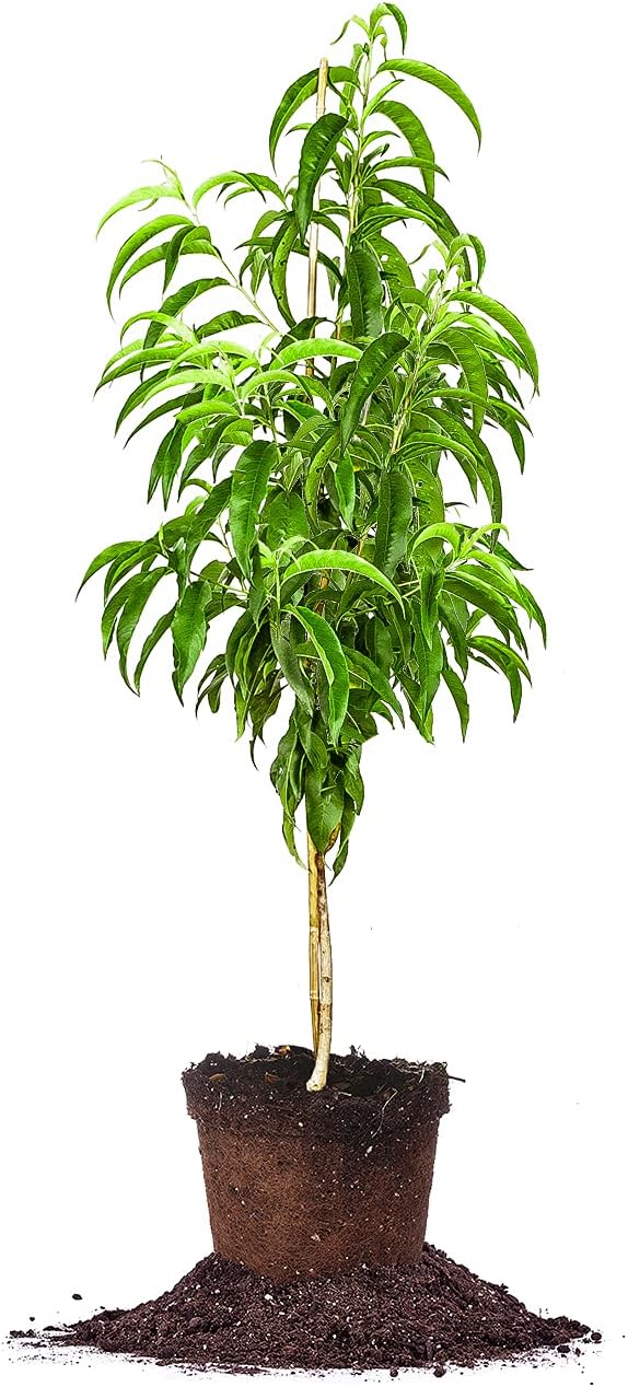 PERFECT PLANTS June Gold Peach Tree 4-5ft. Tall | Low Chill Hour | Heavy Producer | Self Fertile