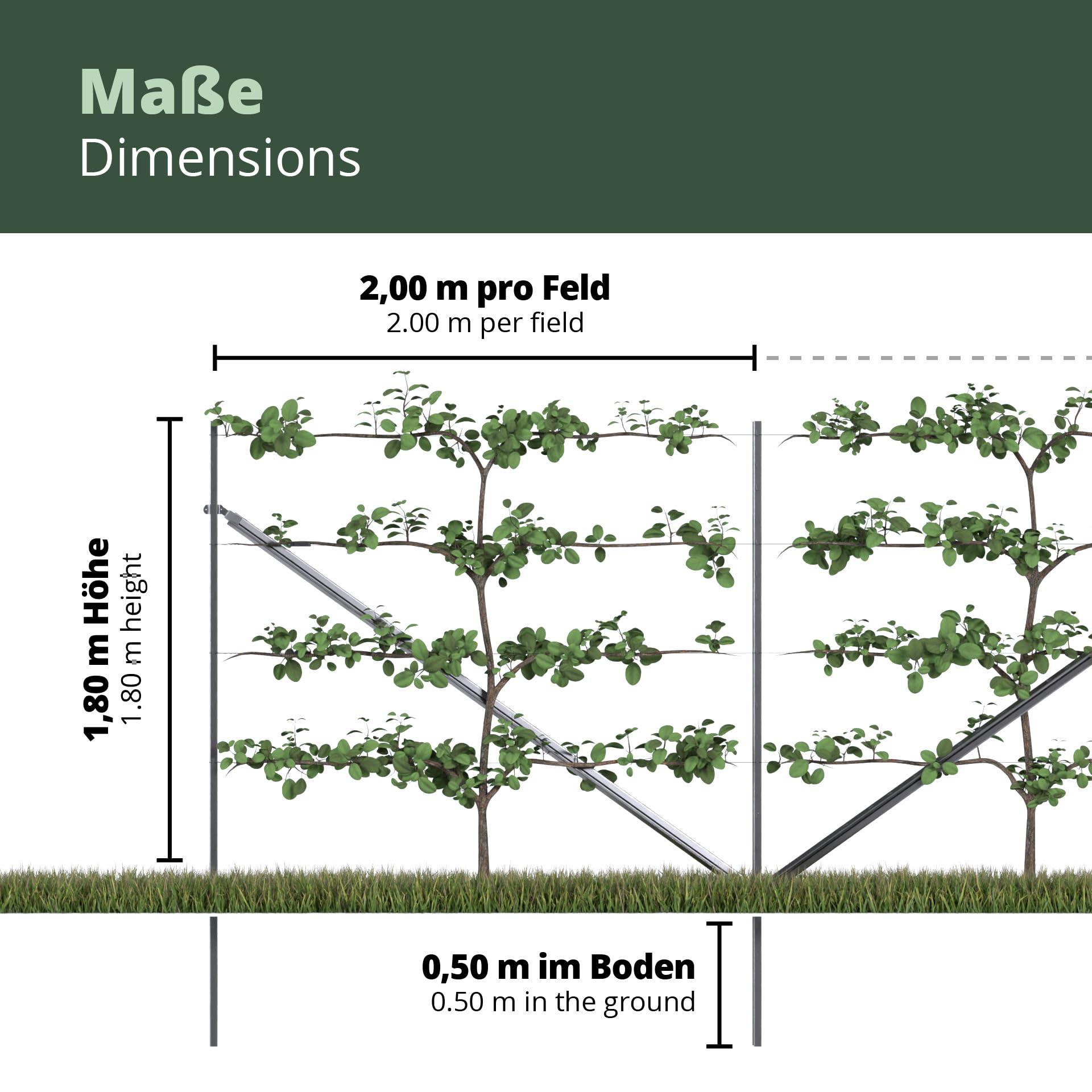 RANKI ™ - Rankhilfe für Kletterpflanzen - Spalier auf Plantagenstandard für Wein, Kiwi, Kiwibeeren, Rosen, Clematis, Spalierobst (1-Feld (2,5 Meter))
