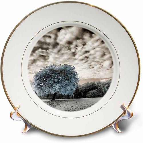 3dRose 8 inch Porcelain Plate - Italy, Puglia, Tivoli. Tree in the Villa Adriana Tree