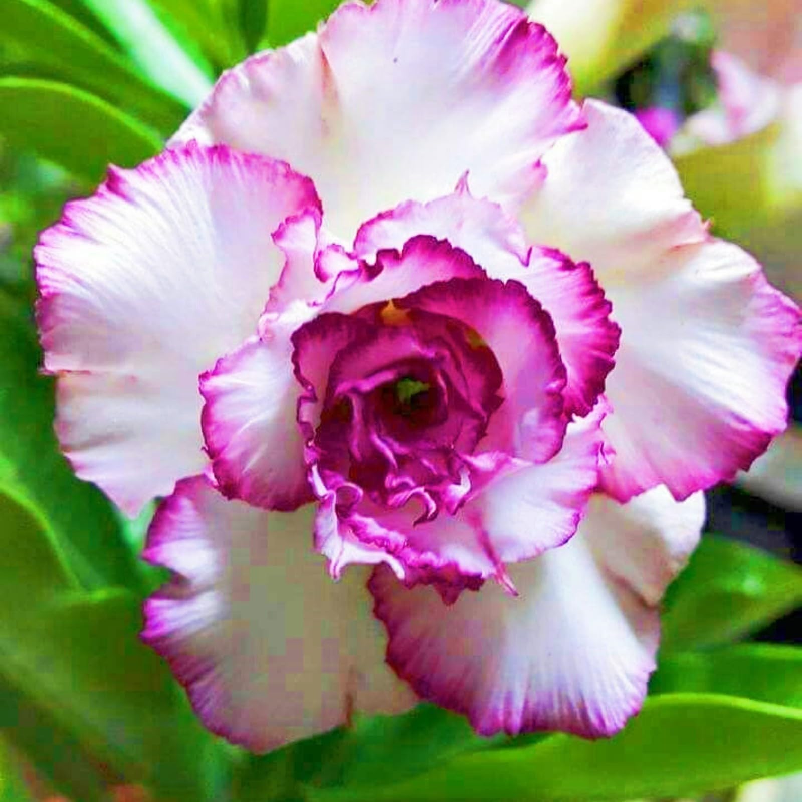 Desert Rose Bulbs for Planting,Excellent Display Indoor Perennial,Desert Rose Bulbs Mix,Desert Rose Tubers UK,Greening Flower,Flowering Rhizome,Balcony Garden Bulbs.-3Bulbs-D