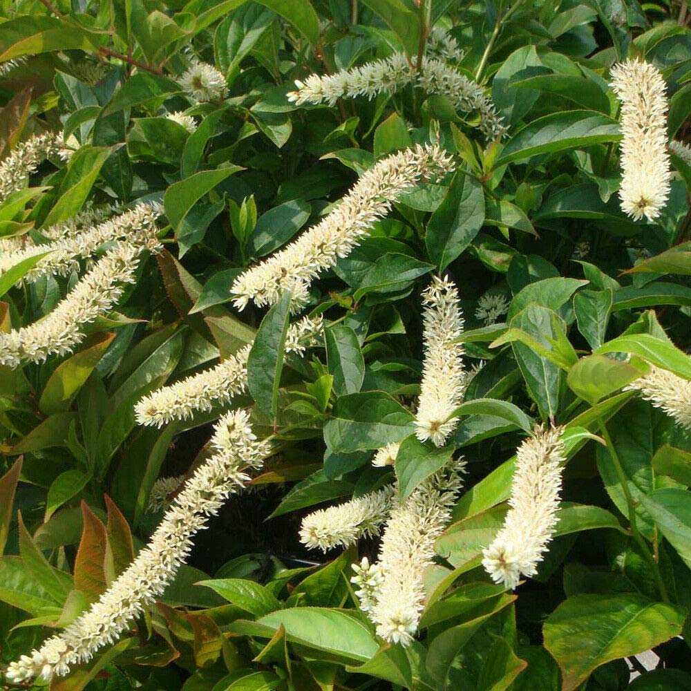 Itea Virginica Hardy Shrub Garden Plant 'Little Henry' 2X 3.6L Pot by Thompson and Morgan (2)