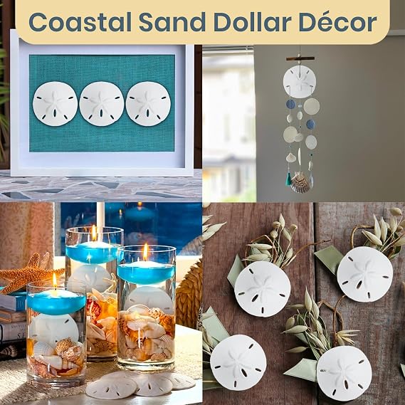 Real Sand Dollars 2.5 to 3 (3 Pack) Sand Dollar Wall Art & Ornament Set Beach Wedding Decor Nautical Party Table Decor Mini Shells for Crafts Coastal Gifts