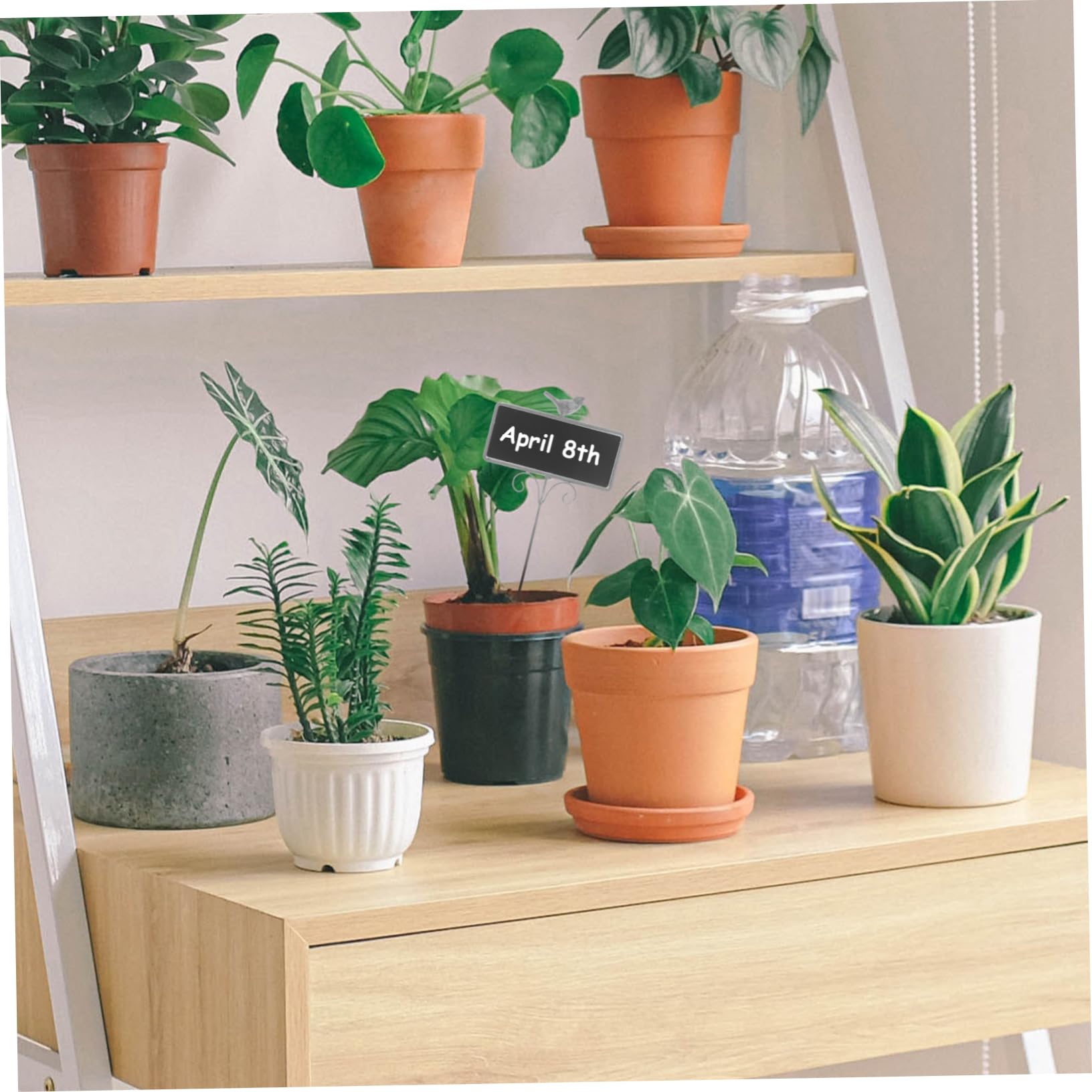 Étiquettes de plantes en bois, marqueurs de jardin multi-type en bambou, graines de bonsaï, fleur en pot, outil pour plantes succulentes, 5/50 pièces 15 Étiquettes de plantes en bois, marqueurs de jardin multi-type en bambou, graines de bonsaï, fleur en pot, outil pour plantes succulentes, 5/50 pièces 15