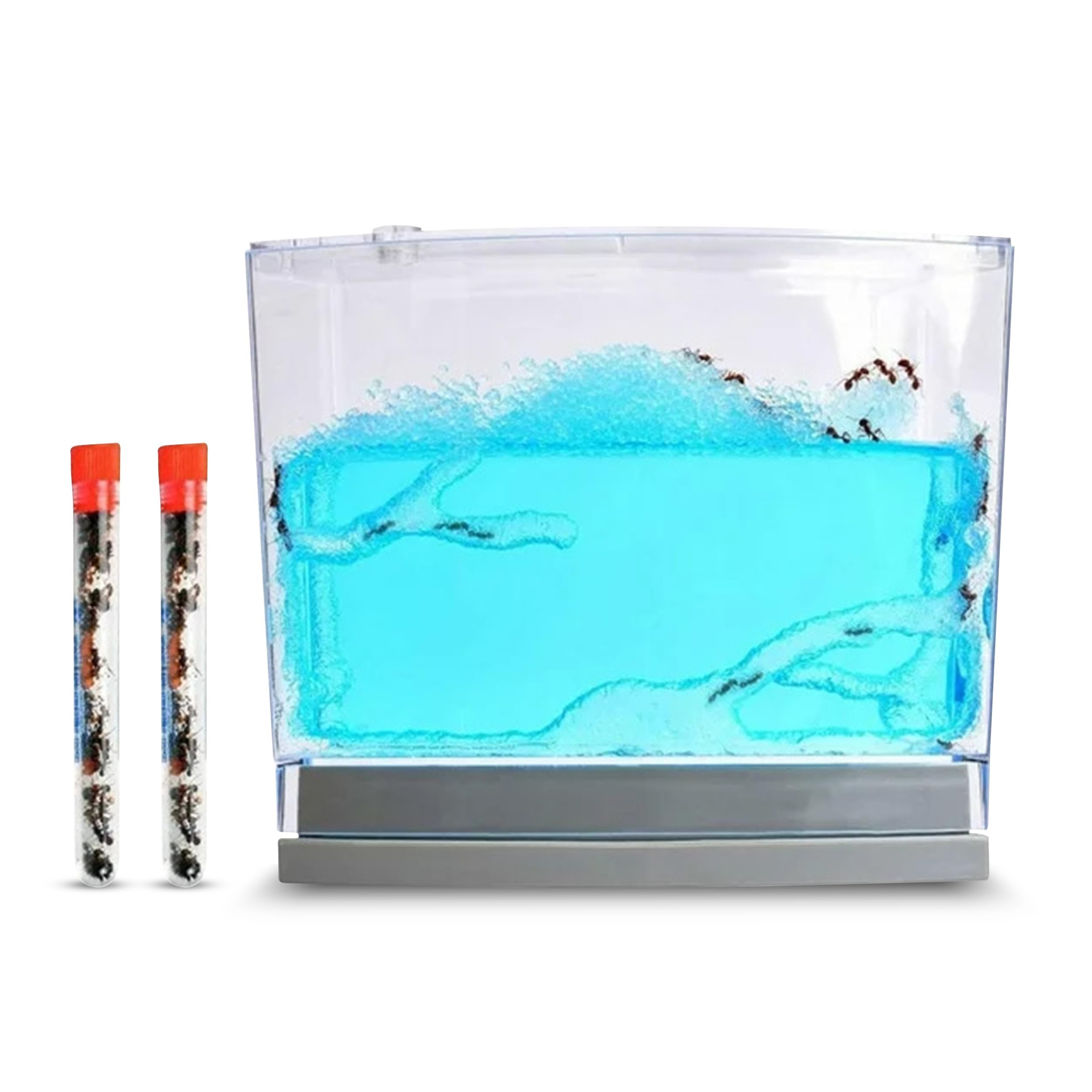 Ant Habitat Kit with 50 Live Ants Shipped Now - Informational Ant Terrarium Complete Set with Clear Nutrient Gel - Perfect for Learning and