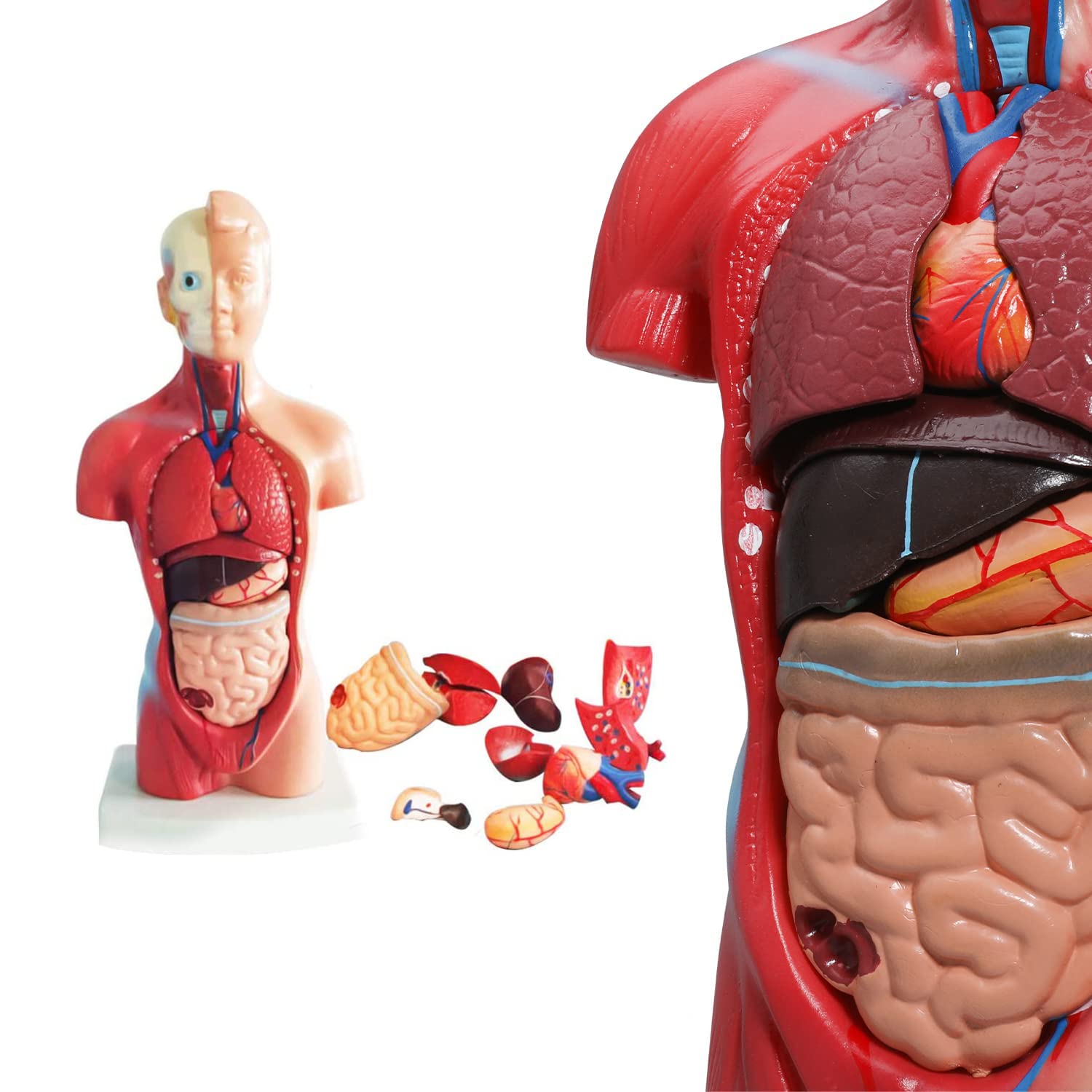 Modello didattico Modello del Corpo Umano 28 cm Modello di Anatomia del Busto Umano 15 Pezzi Parti Rimovibili con schele