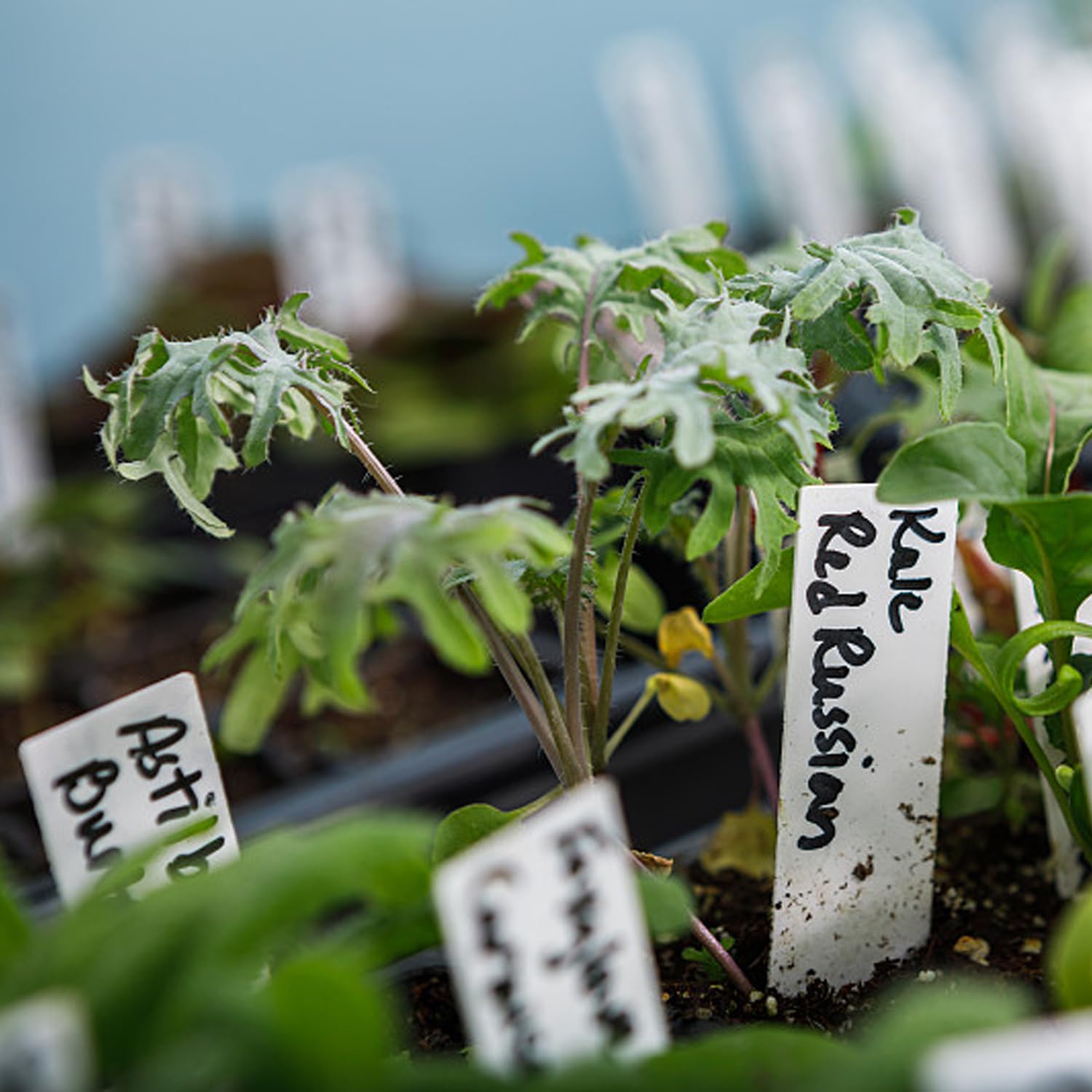 200 etichette per piante da giardino per interni ed esterni, impermeabili, nome della pianta, etichette per semi, paletti, etichette da giardino per verdure