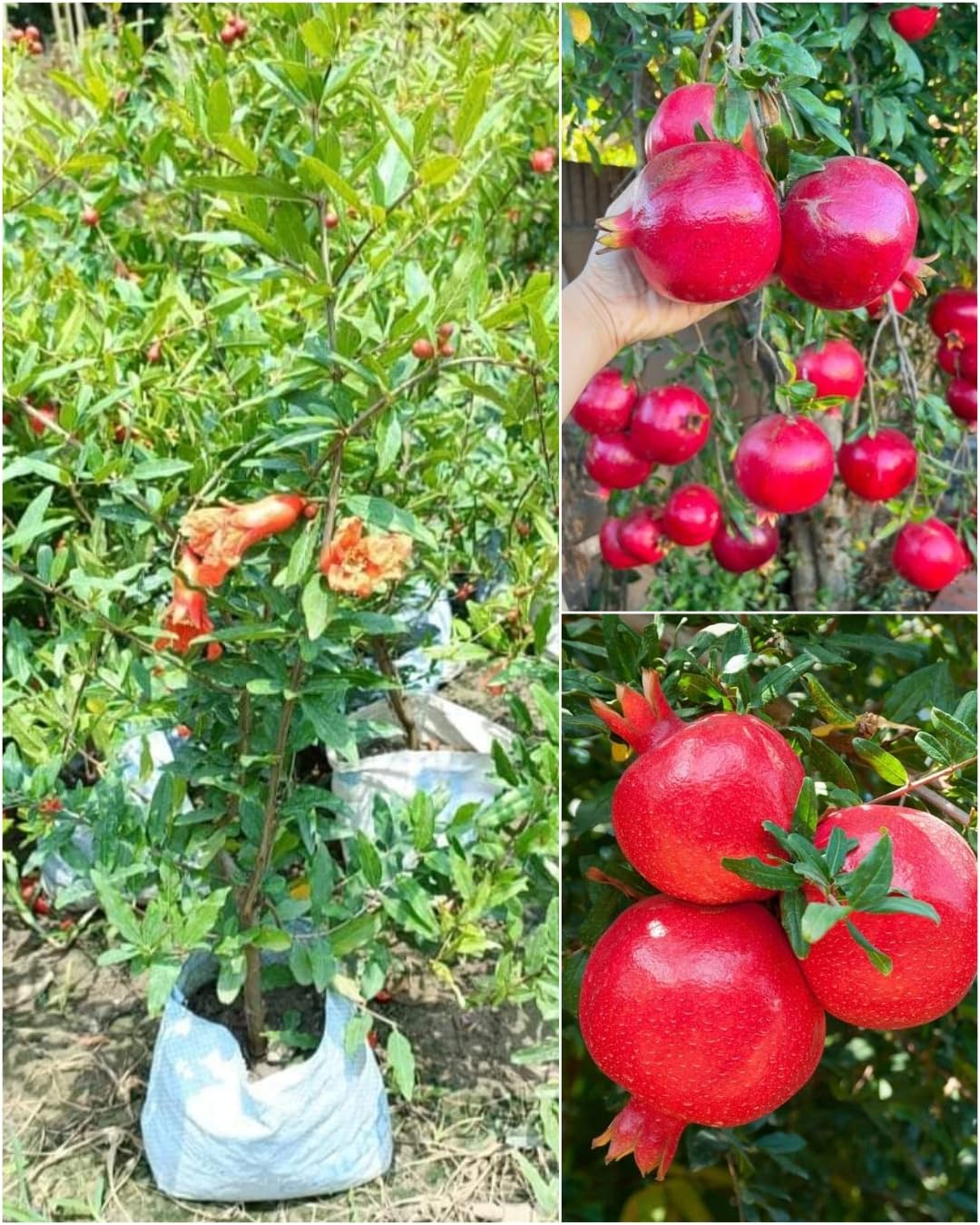 See full amazon price history chart for Native Earth Pomegranate/Anar Grafted Plant - Afghan Dwarf Variety Punica Granatum Hybrid Fruit Live Tree Height 2-3 Feet, Pack of 1 Plant Native Earth Pomegranate/Anar Grafted Plant - Afghan Dwarf Variety Punica Granatum Hybrid Fruit Live Tree Height 2-3 Feet, Pack of 1 Plant (B0CY9WN5BZ) Amazon Price History, Amazon Price Tracker