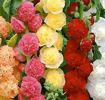 NO-GMO 90 Seeds, Double Hollyhock Mix Alcea Flower Seeds Perennial Heirloom Seeds