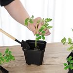 30Pcs 4" Pot de chambre de bébé avec des soucoupes Pots de plantation de fleurs noires, carrées