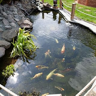 You Garden - Blooming Fast Pond Clear Pro - Pond Treatment up to 10,000 Litres, Natural Ingredients, Clear Algae, Blanket Weed & Green Water