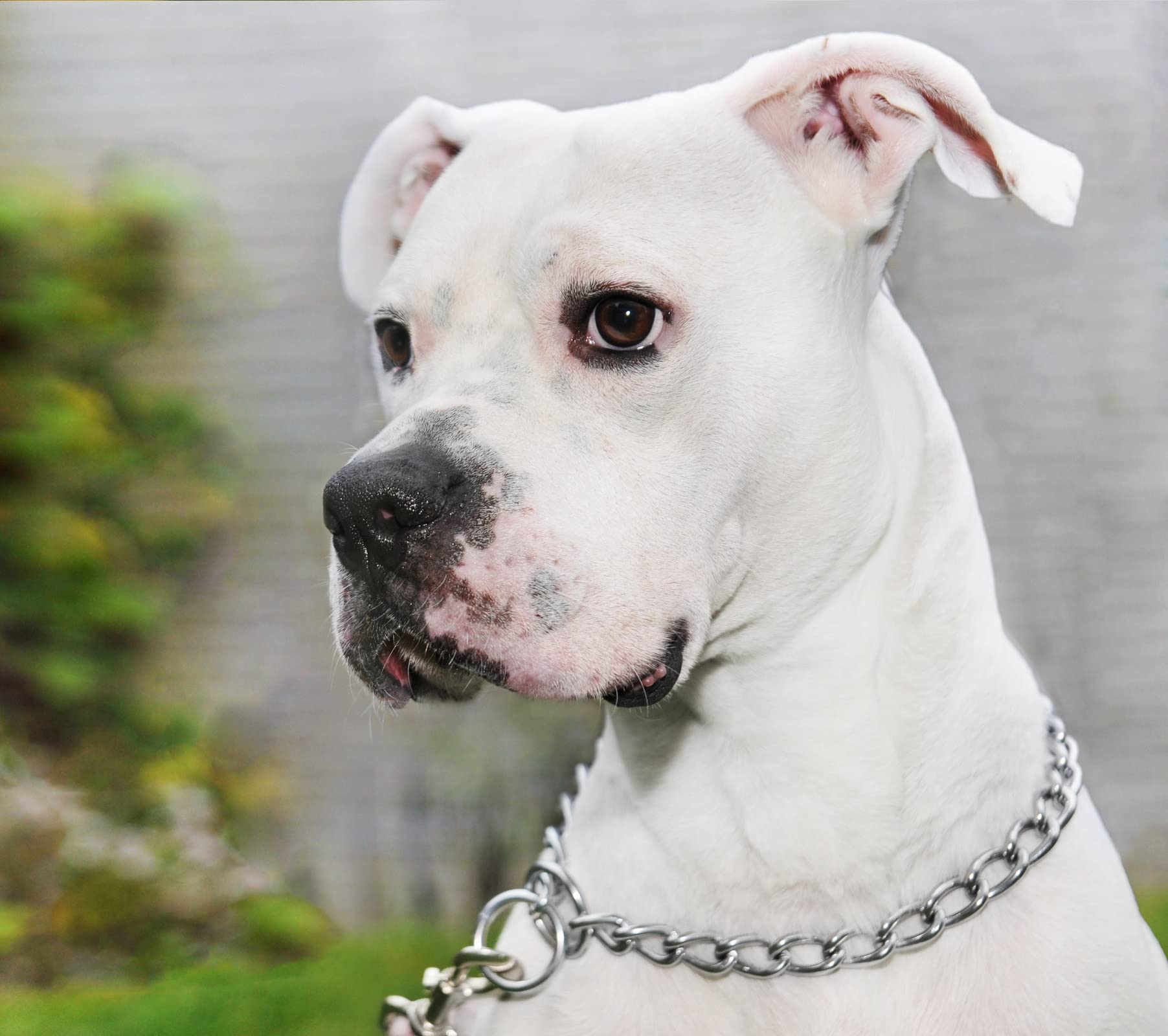 HAPPY HACHI Łańcuszek dławiący dla psów 50 cm, mocna obroża łańcuszkowa ślizgowa zapobiegająca gryzieniu dla średnich i dużych psów, srebrny metalowy naszyjnik do treningu szczeniaka, spacerów