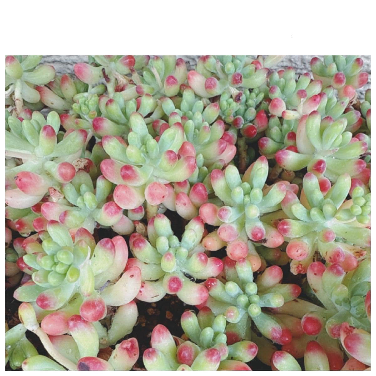 Amazon.co.jp: 乙女心10カット カット苗 多肉植物 寄せ植えや多肉丼 