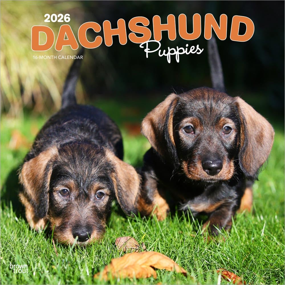 Dachshund Puppies | 2026 12 x 24 Inch (Hanging) Monthly Square Wall Calendar | Plastic-Free | BrownTrout | Animals Dog Breeds Puppy