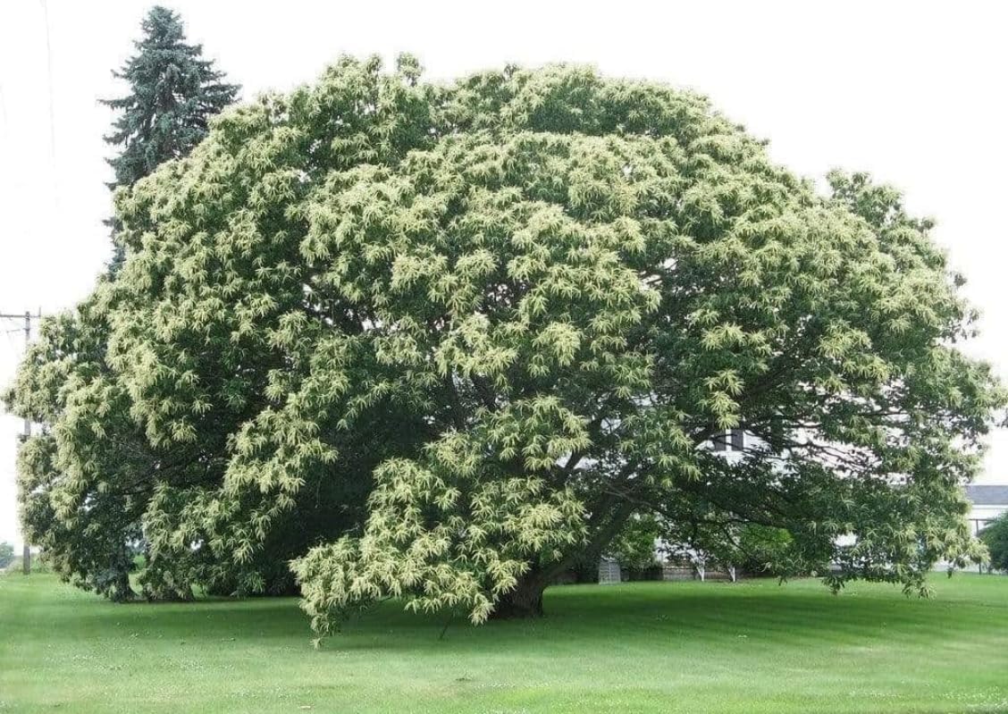 2 Chinese Chestnut Trees - 24-36" Tall Live Plants - Bareroot Seedlings - Castanea mollissima - (2 Pack)