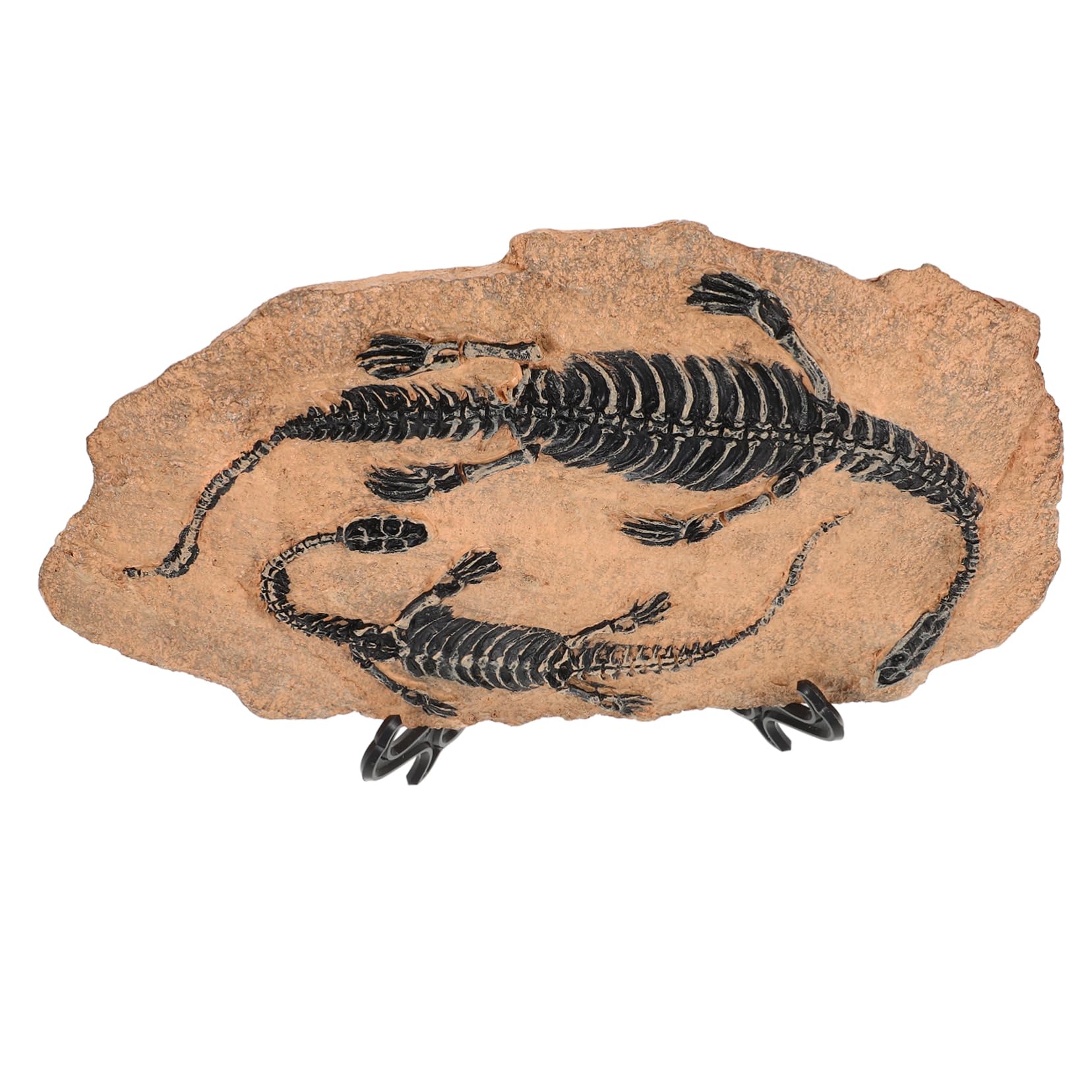 Set Fossile Di Dinosauro Fossile Da Tavolo Ornamento Di Dinosauro Decorazione Di Esemplare Per Collezione