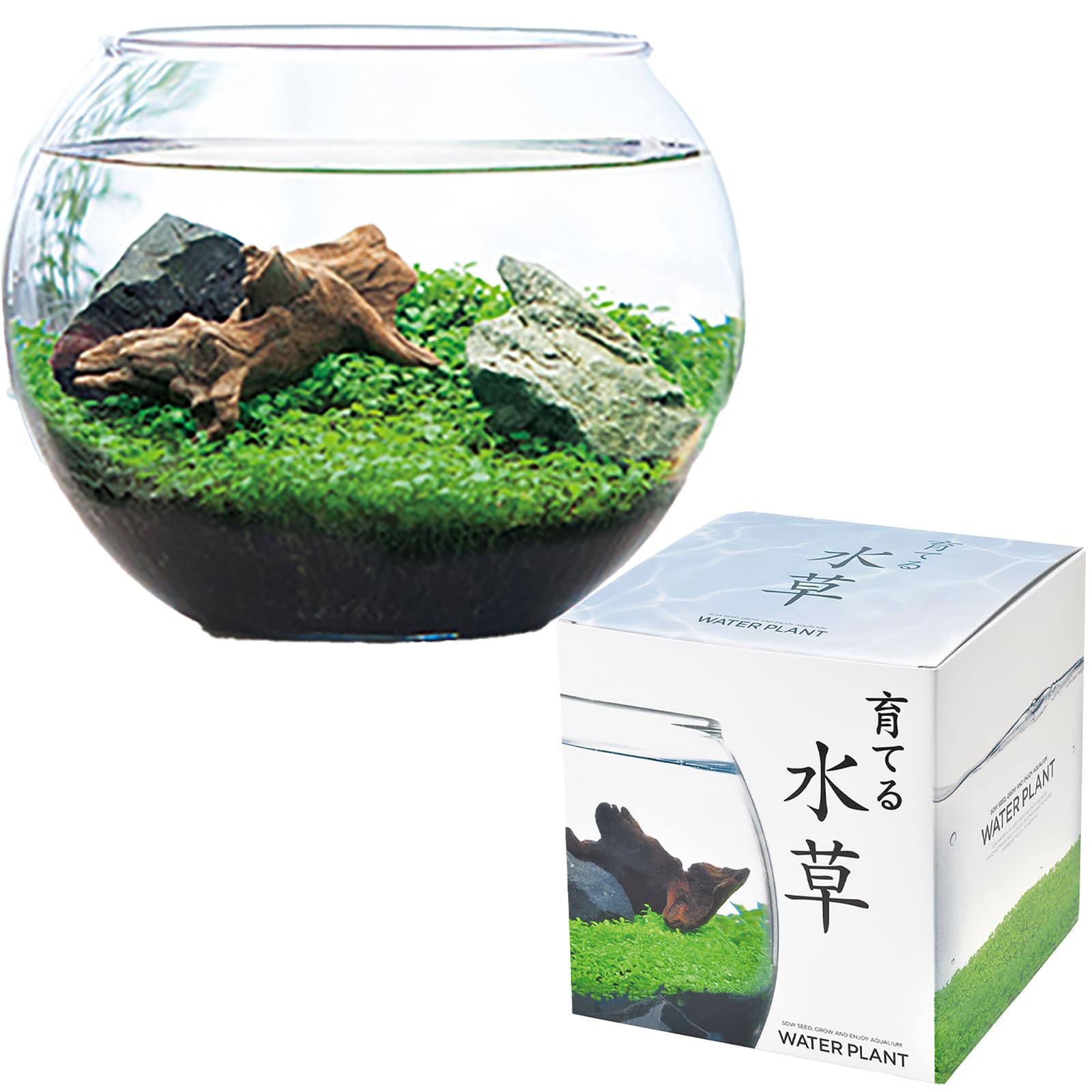 Amazon｜聖新陶芸 アクアリウム 水草 栽培キット 室内 栽培セット L 