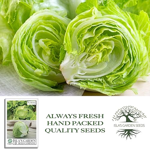 Miniatura 4 de Semillas de lechuga iceberg para plantar, más de 2500 semillas tradicionales por paquete, semillas de jardín de Isla (semillas de jardín de Isla),