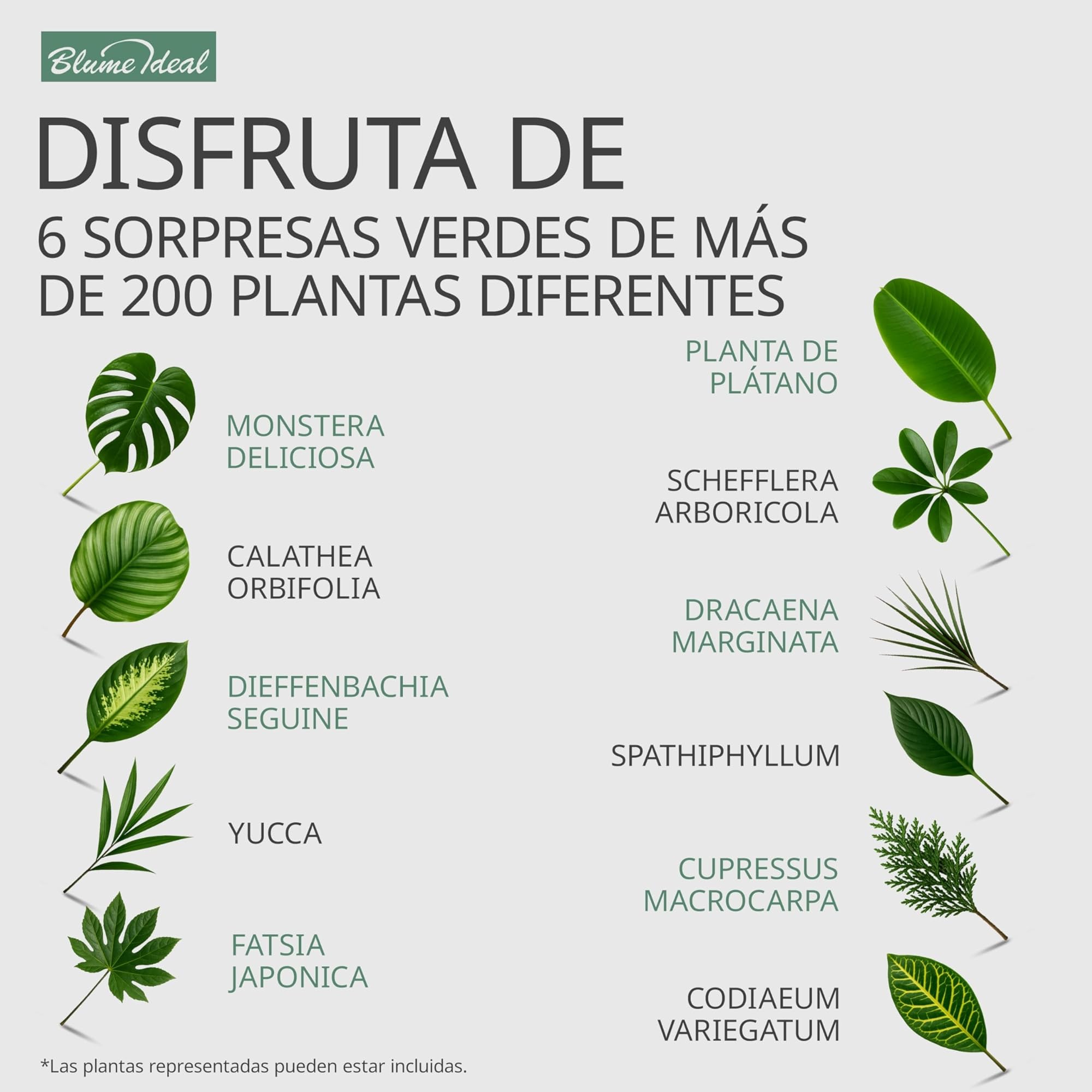 Set de 5 Plantas Sorpresa | +/- 40-70 cm | ø 12-15 cm maceta | Plantas para el hogar y la oficina, calidad de expertos en plantas, envío rápido, decoración verde