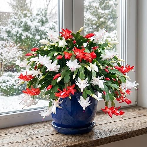 Planta de cactus de Navidad viva, flores rojas y blancas, suculentas navideñas en maceta de 6 pulgadas para cultivo en interiores o exteriores